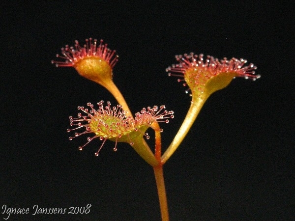 Drosera rupicola