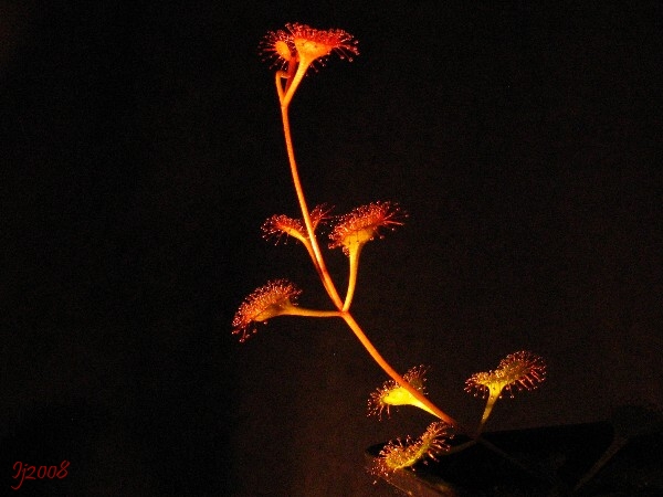 Drosera rupicola nightshot.