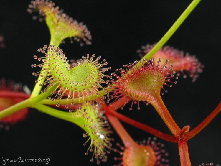 Drosera rupicola