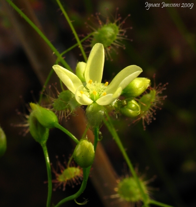 Drosera zigzagia