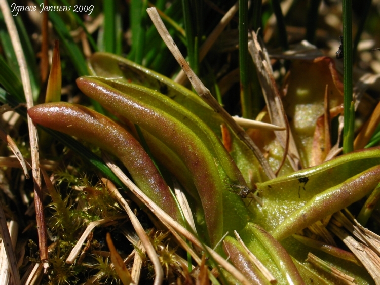 Pinguicula alpina