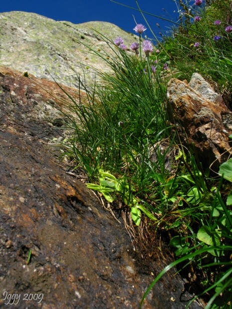 Pinguicula vulgaris , Massif des Grandes Rousses,France 2009