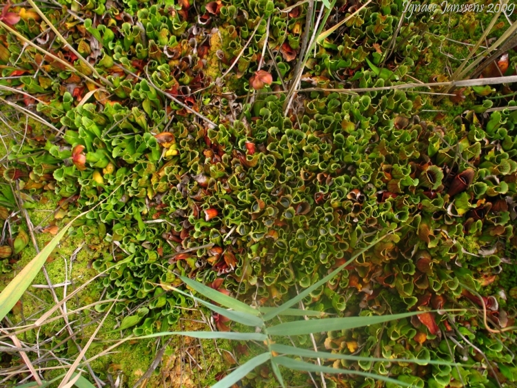 Sarracenia purpurea ssp. purpurea Isre,France 2009