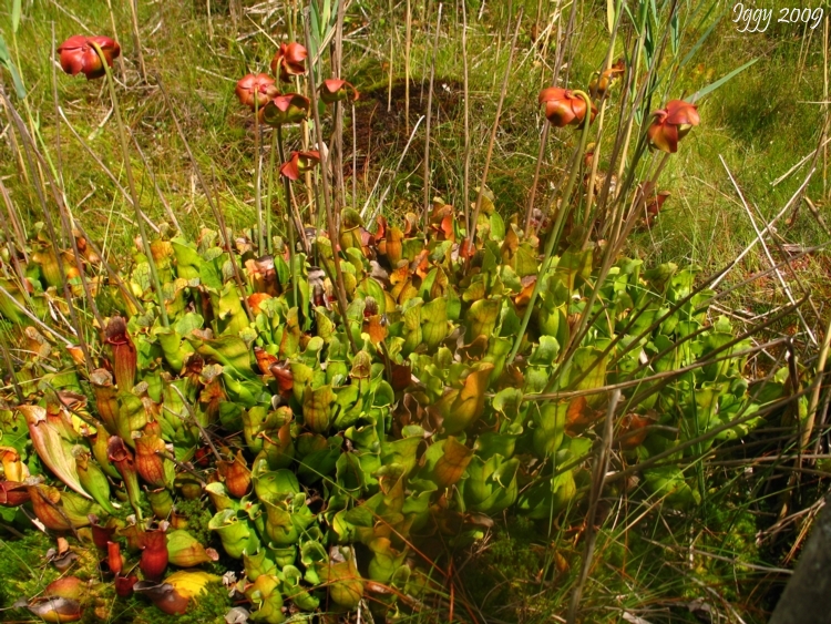 Sarracenia purpurea ssp. purpurea Isre,France 2009