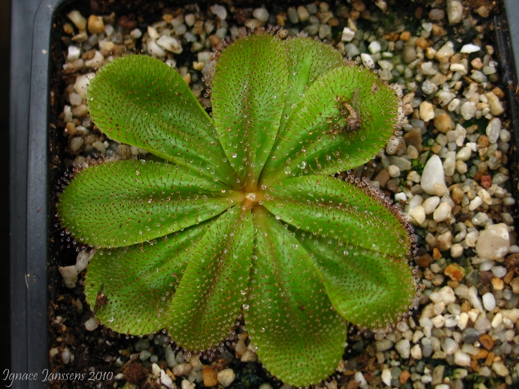 Drosera rosulata giant