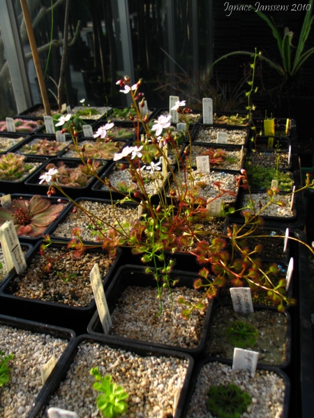 Drosera rupicola ( different colours )