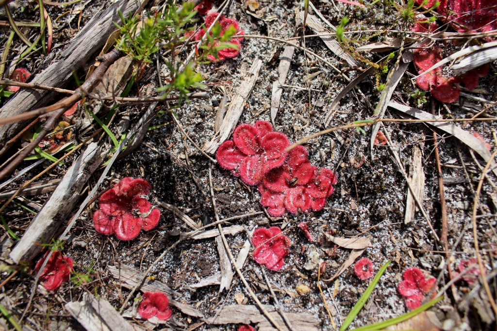 Drosera erythrorhiza ssp.