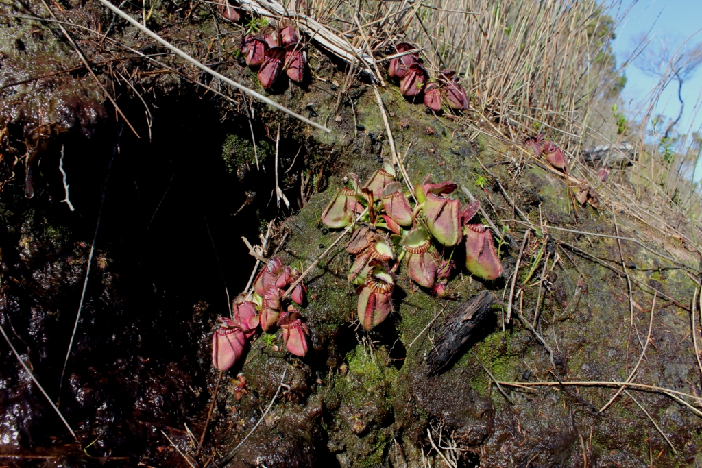 Cephalotus follicularis