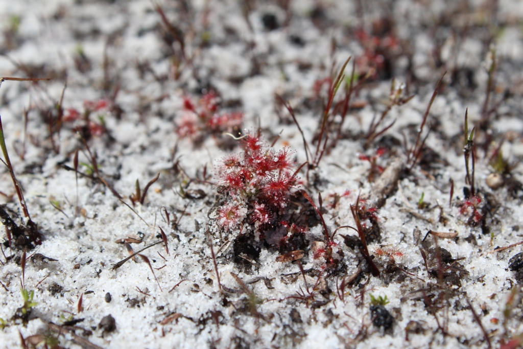 Drosera roseana