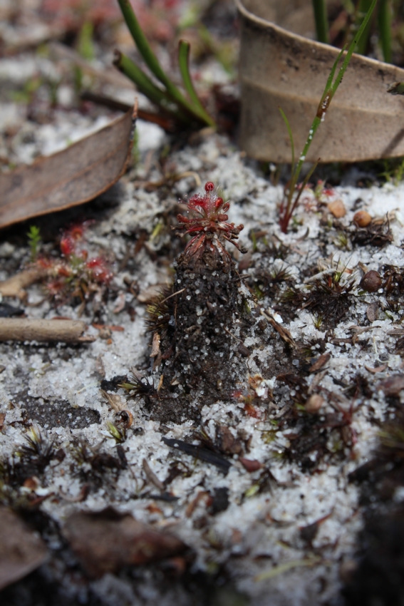 Drosera roseana