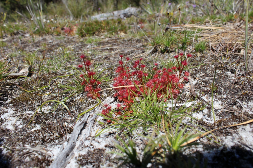 Drosera purpurascens