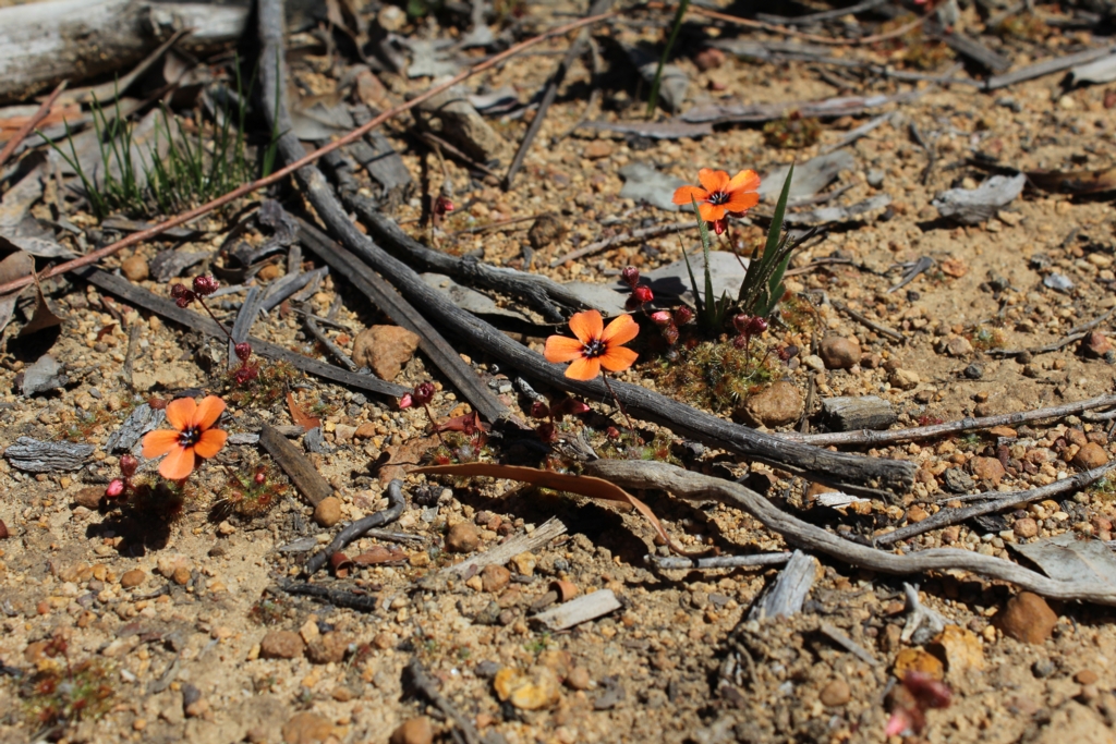 Drosera platystigma