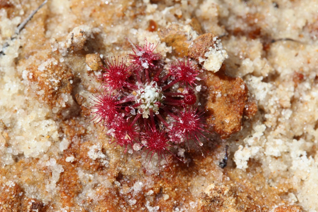 Drosera pygmaea 