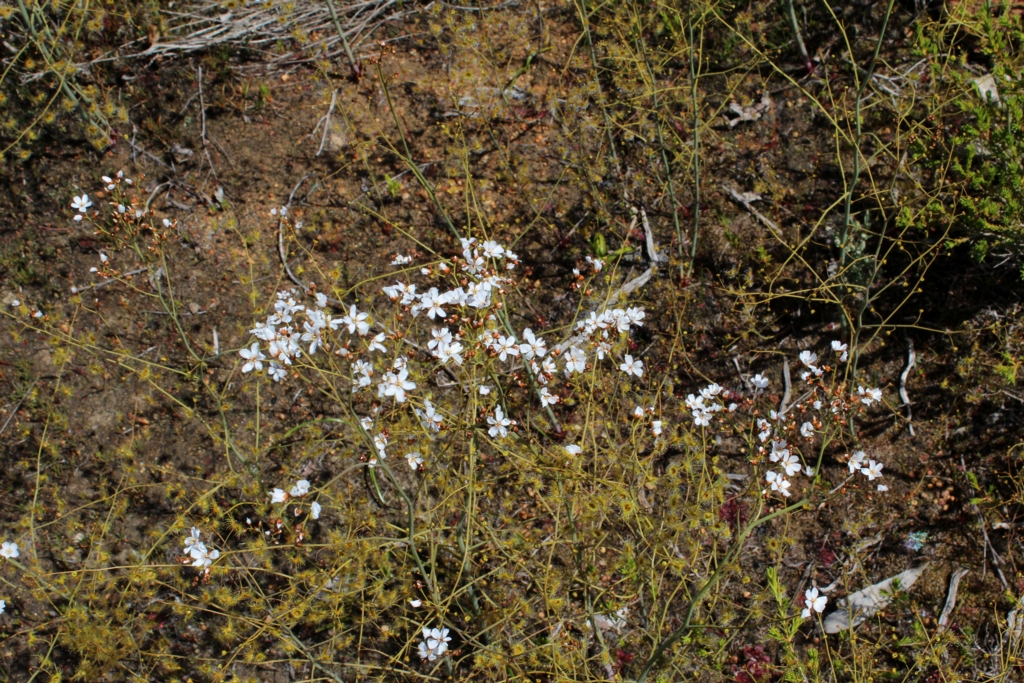 Drosera gigantea