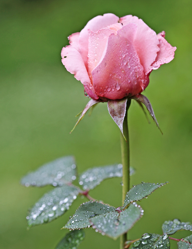 Pink Rose 1436.jpg