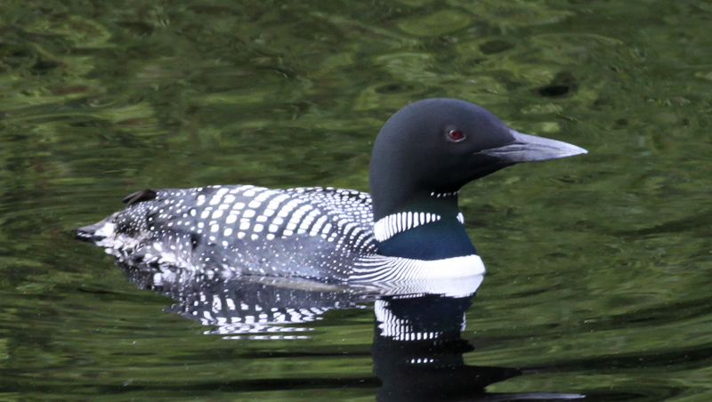 loon crop 9053.jpg