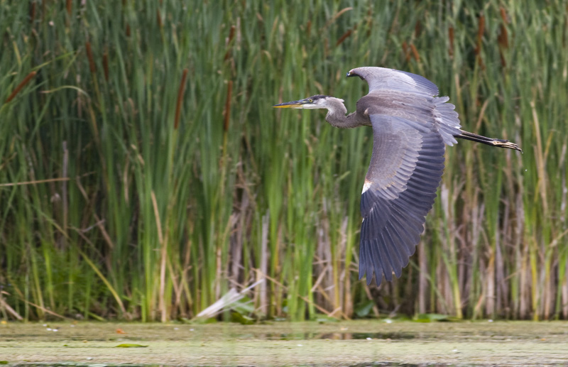 GBH in Flight 9268