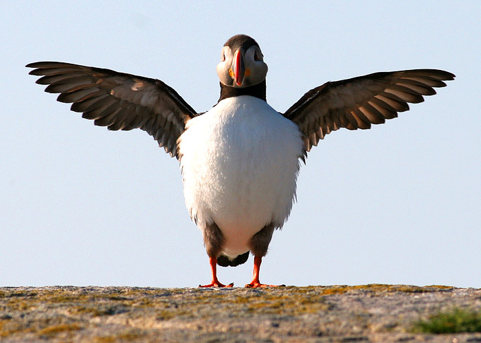 Wingspread Puffin 4231