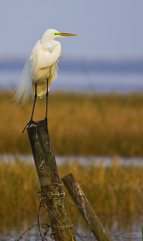 Egret 7307