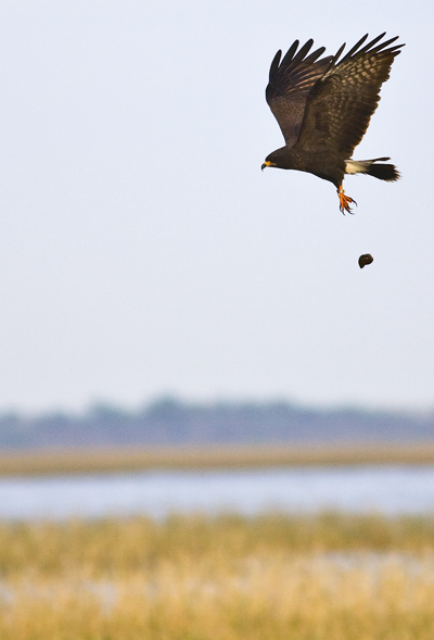 Snail Kite 7303