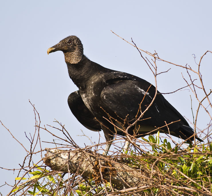 Vulture 7389.jpg