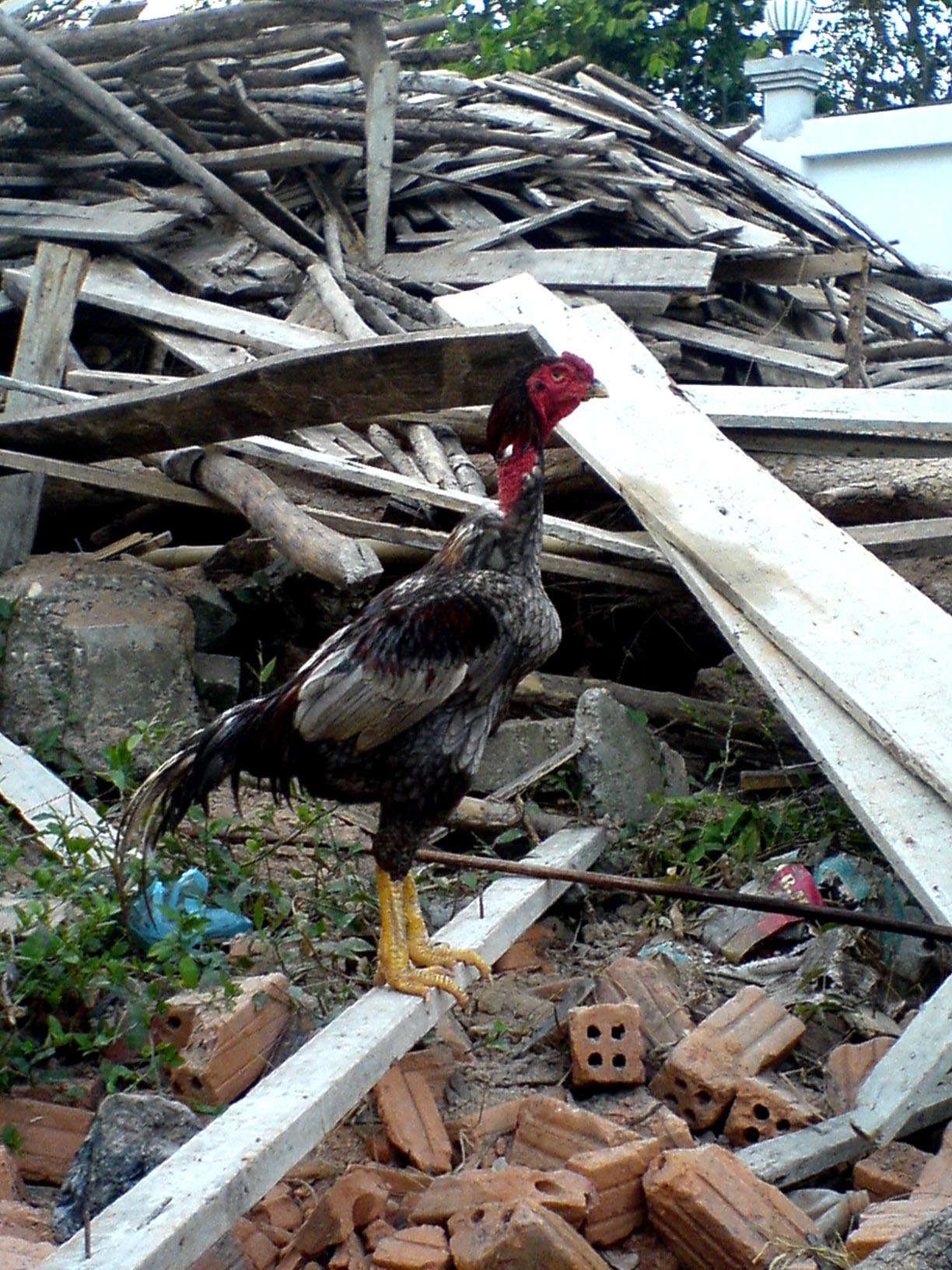 Cockeral