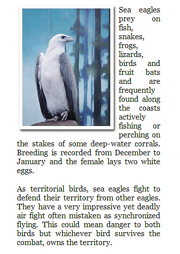 Philippine White-Breasted Sea Eagle (Haliaeetus leucogaster)