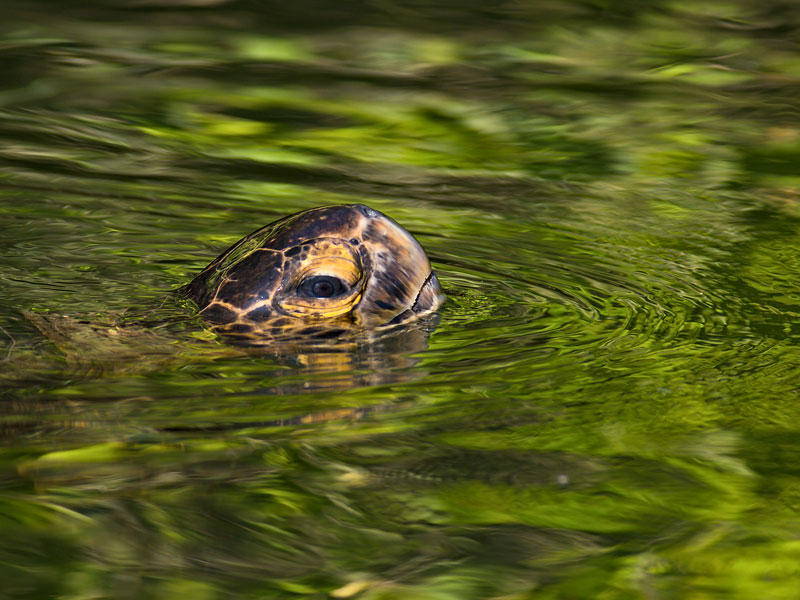 Black Turtle (Chelonia mydas)