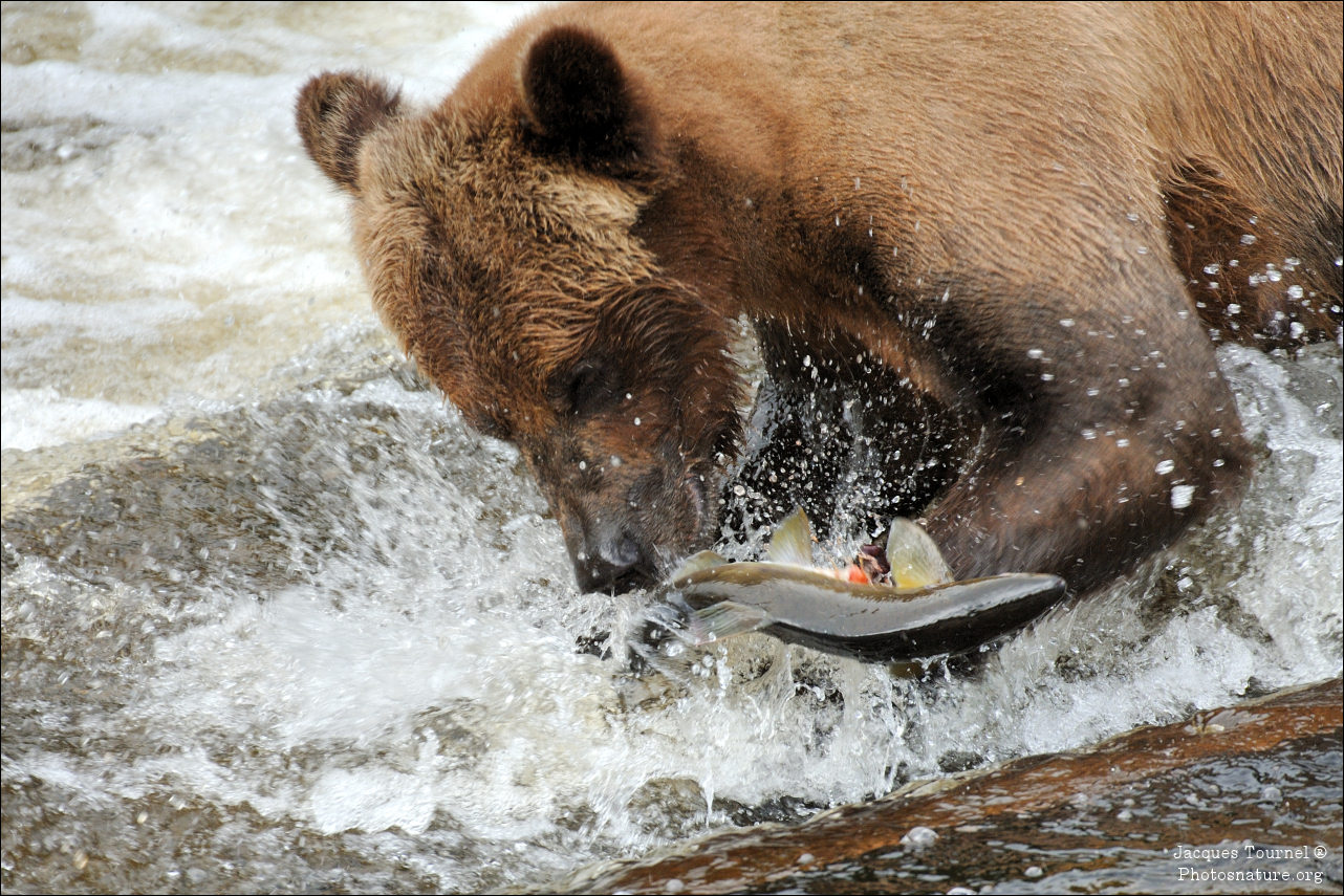 Grizzly (Canada)