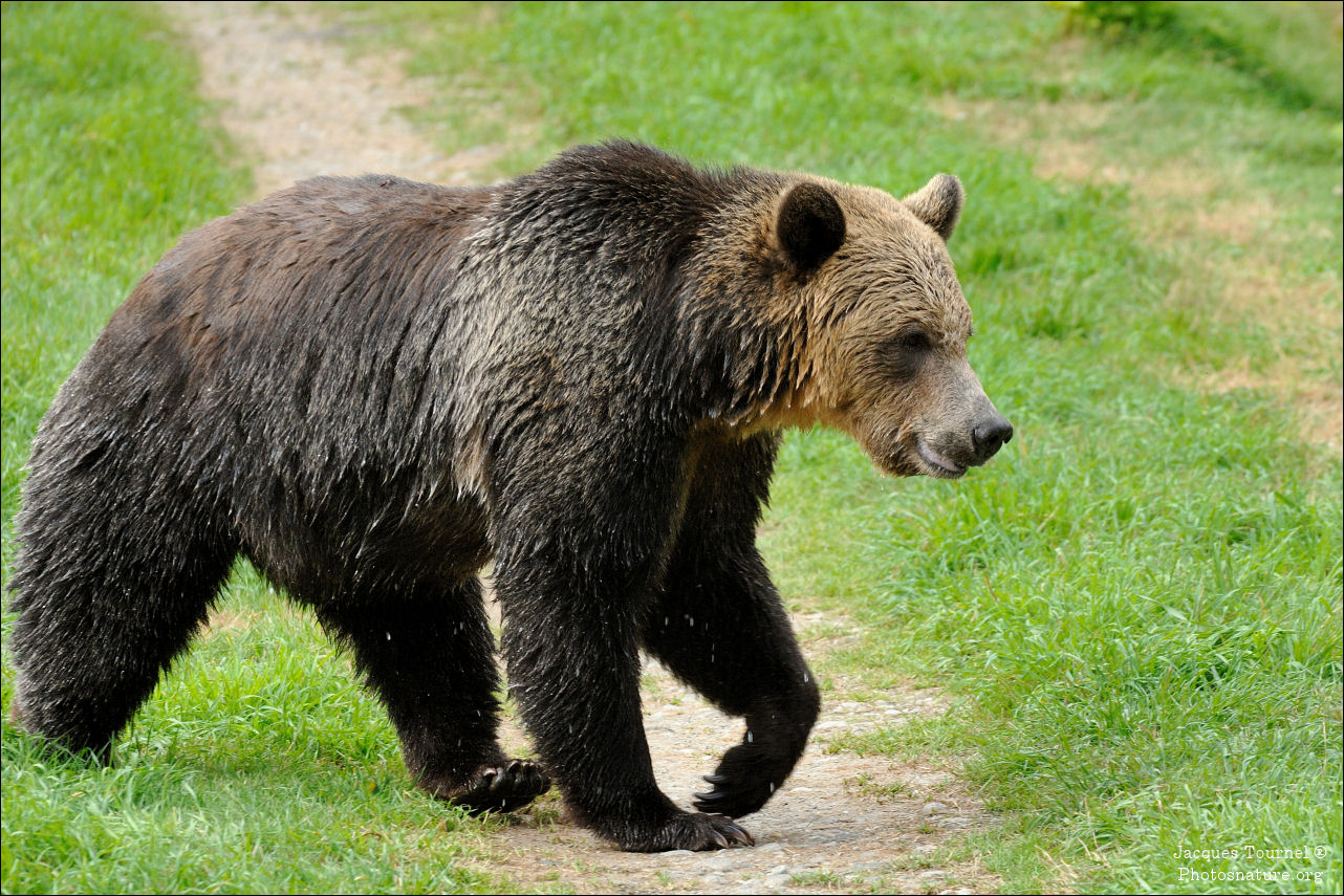 Grizzly (Canada)