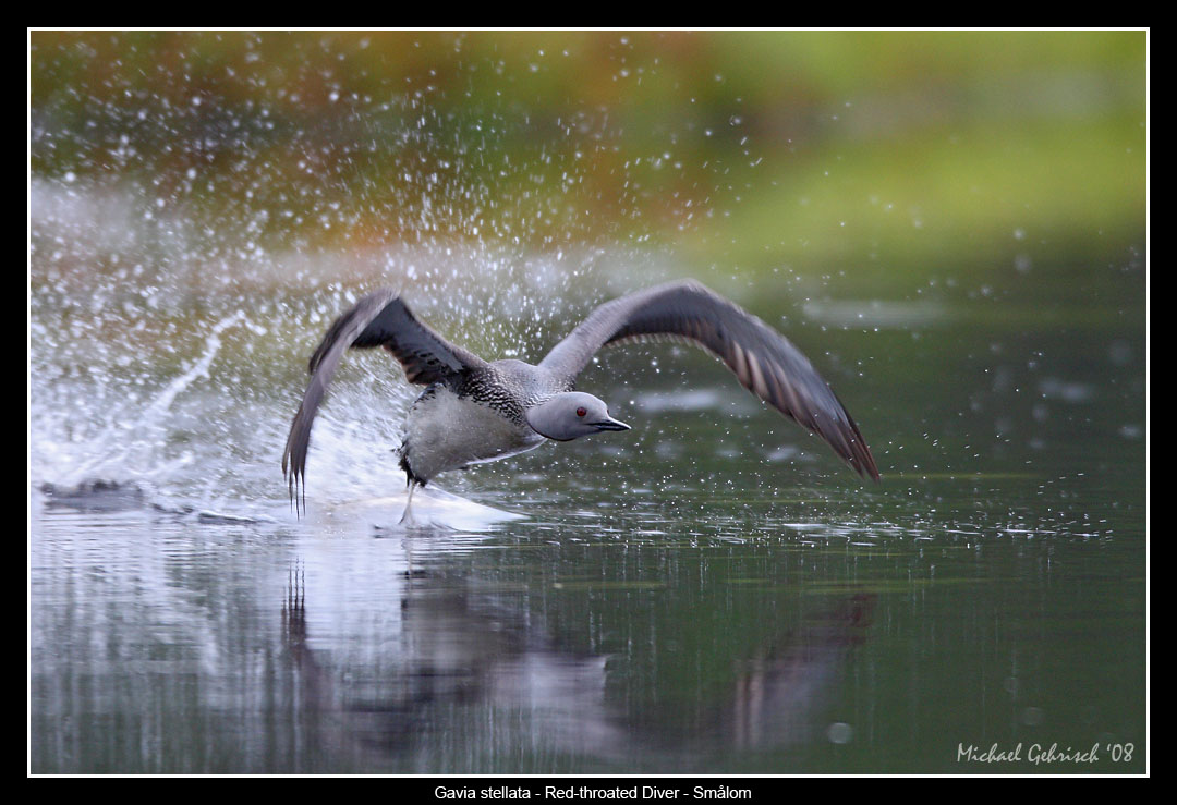 Red-throated Diver takeoff
