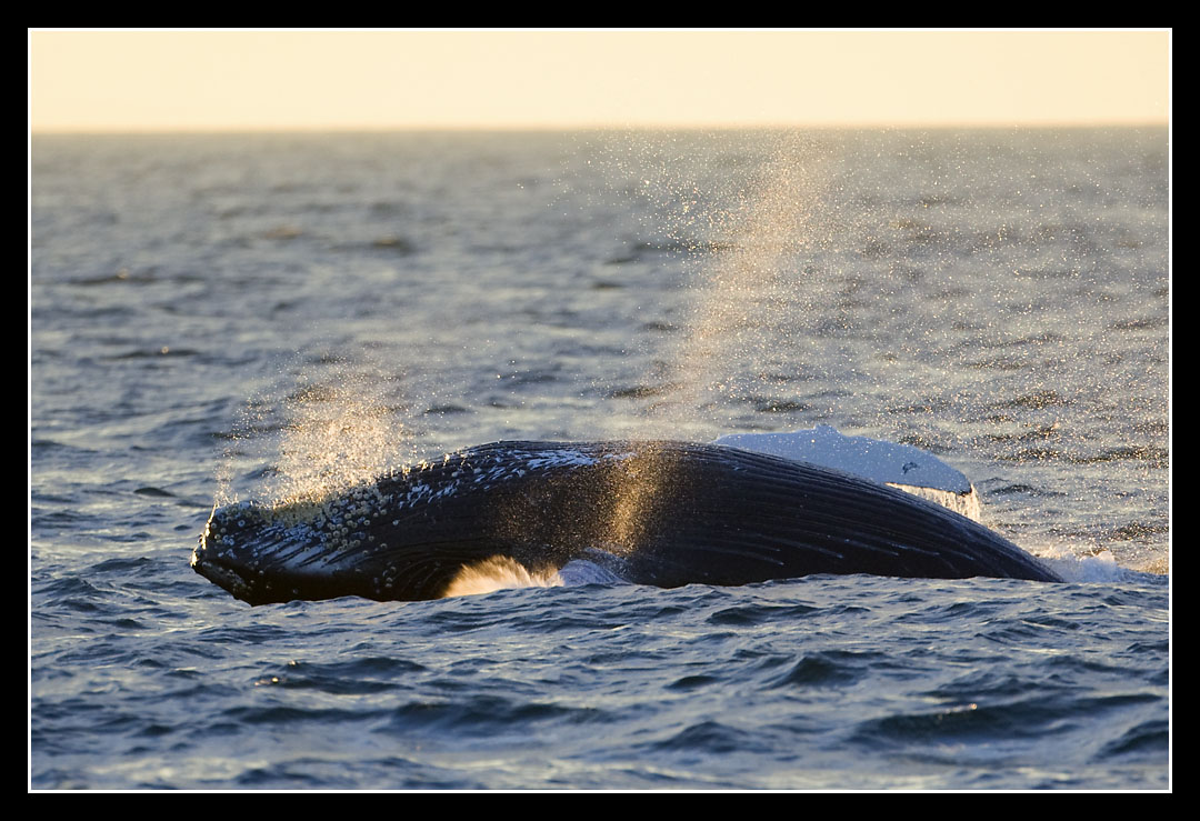 Breach...