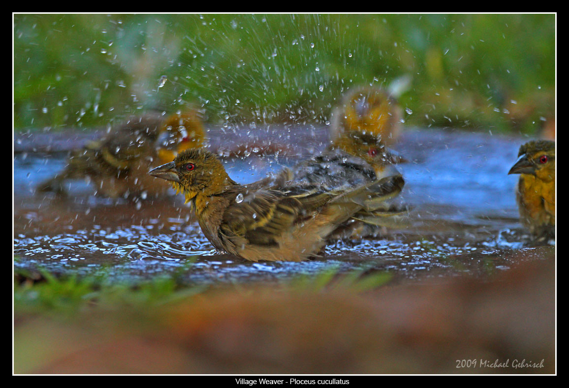 Village Weavers Bathing