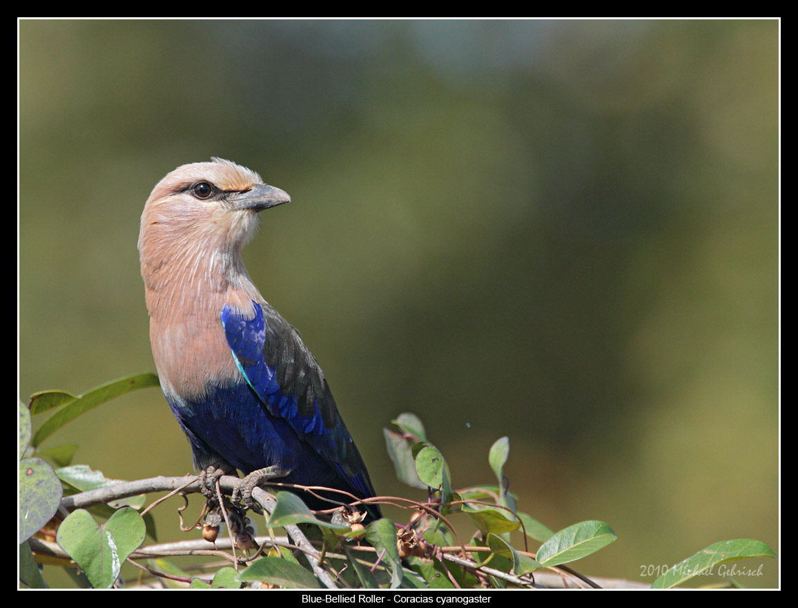 blue_bellied_roller.jpg