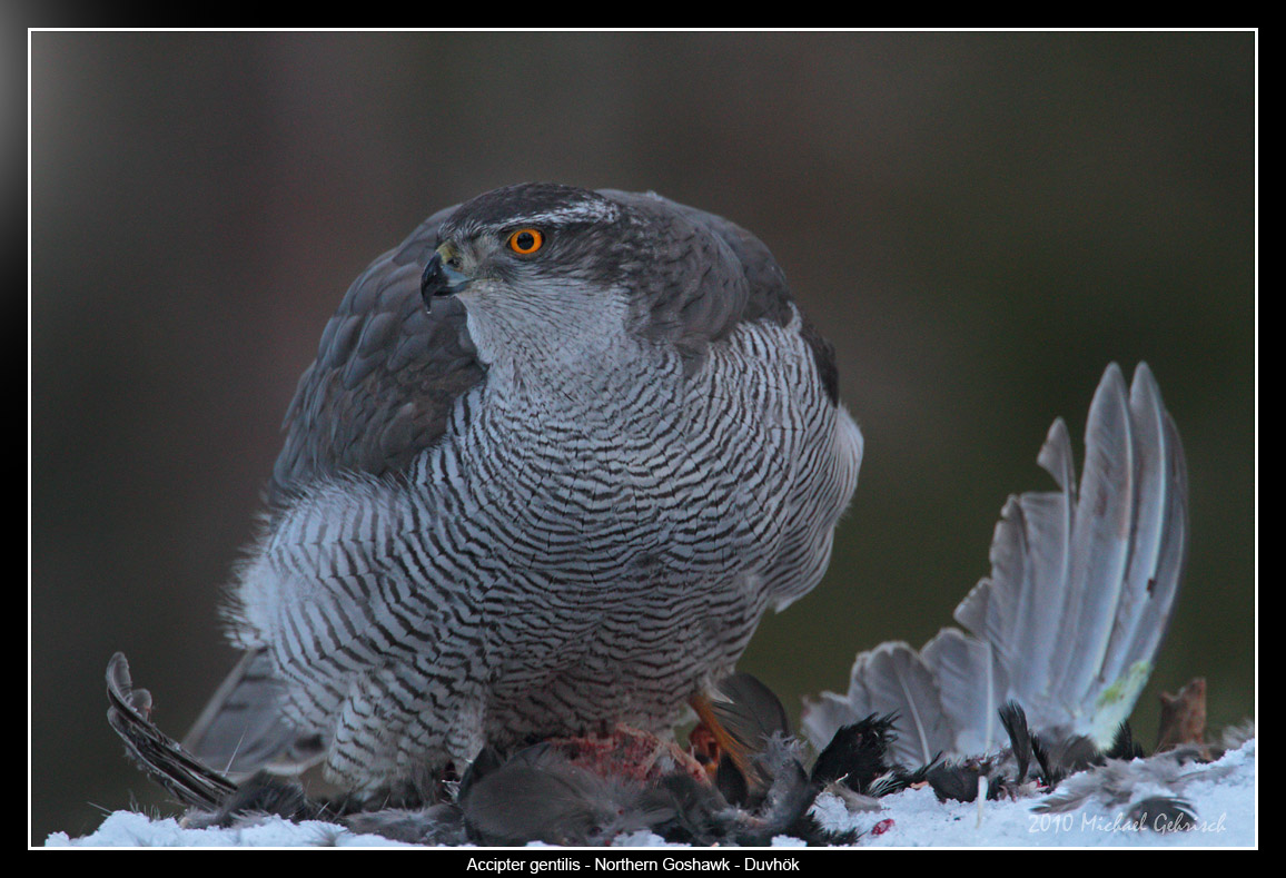 Northern Goshawk