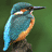 kingfisher_48.jpg