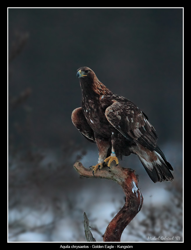 Golden Eagle at Dusk
