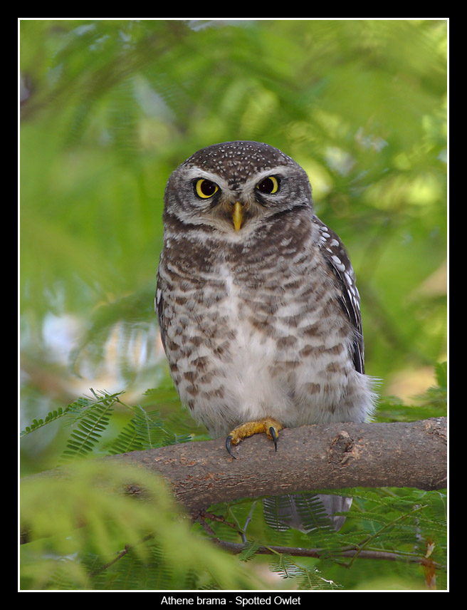 Spotted Owlet, Lalbagh
