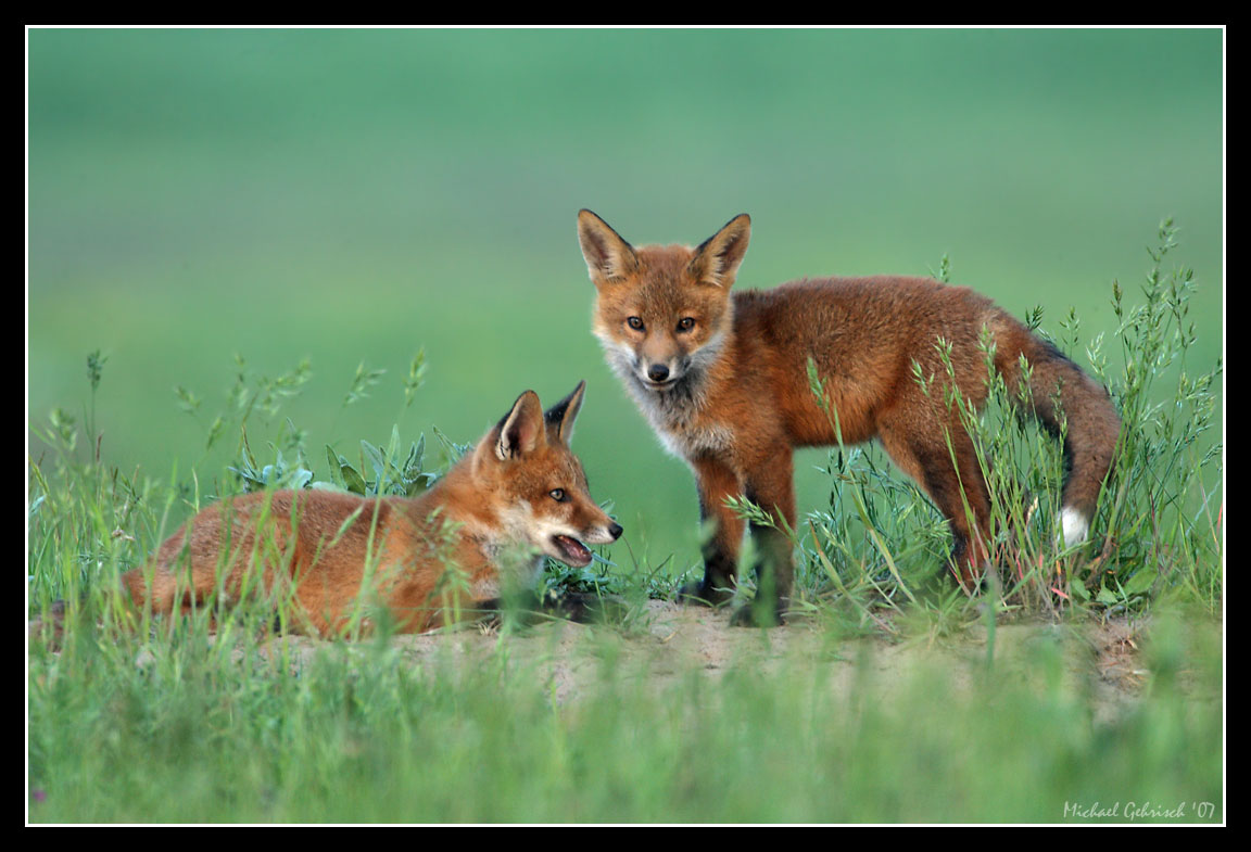 Red Fox Kits