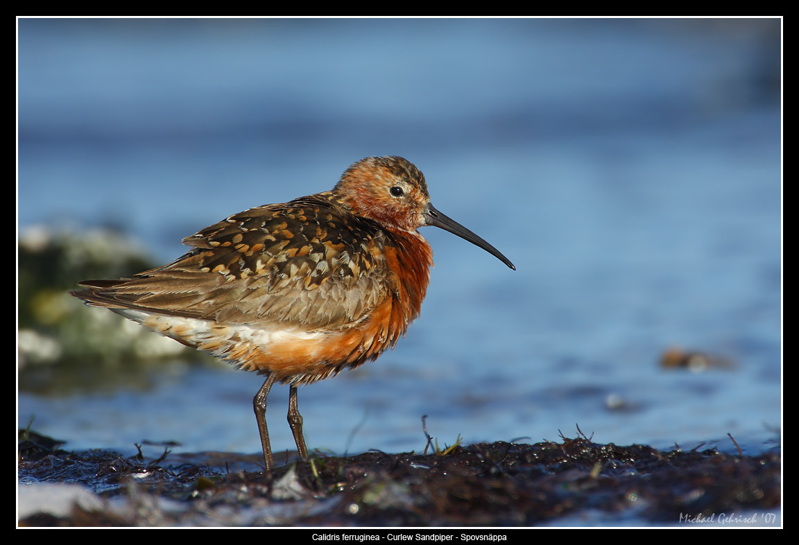 Curlew Sandpiper