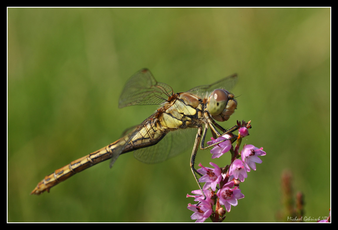 Common Darter