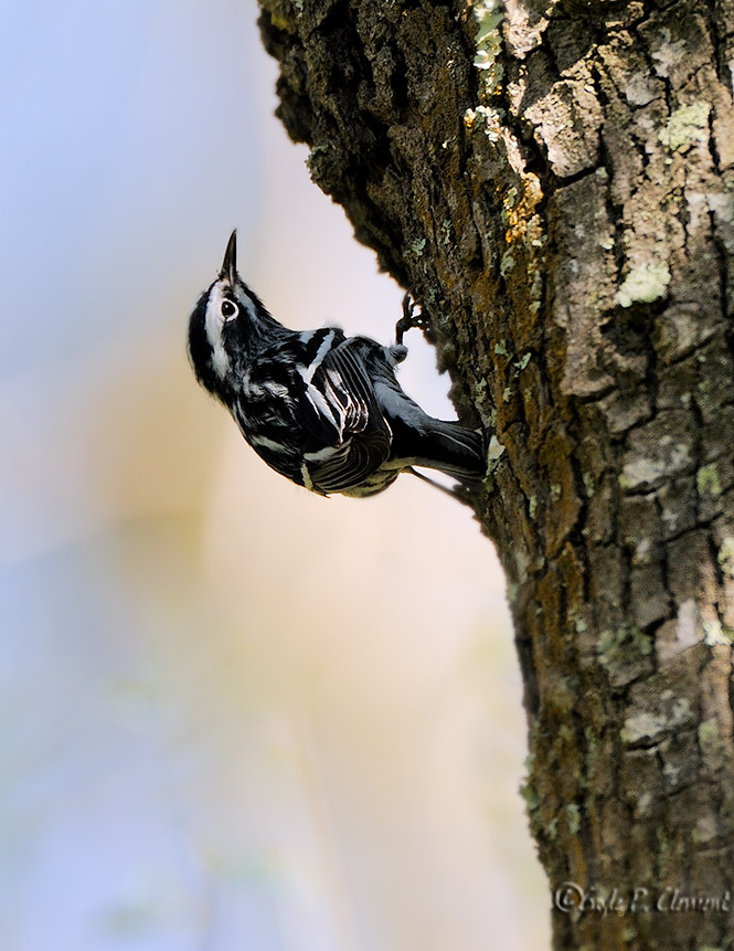 Black and White Warbler