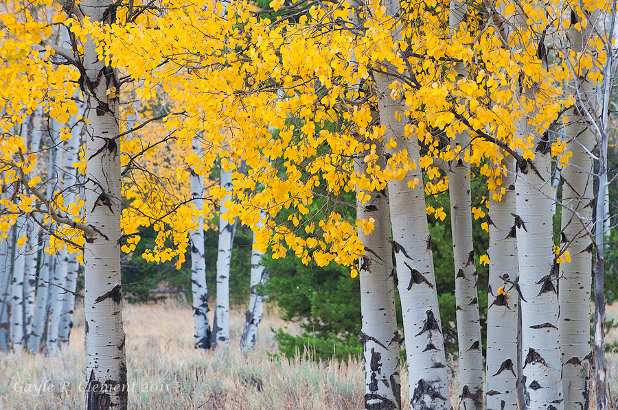 Fall Aspens
