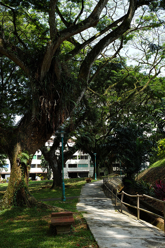 Pine Grove