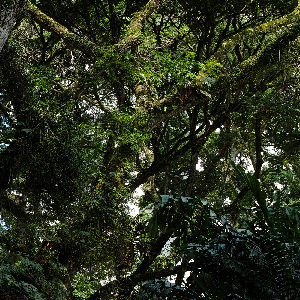 Pine Grove Cropped