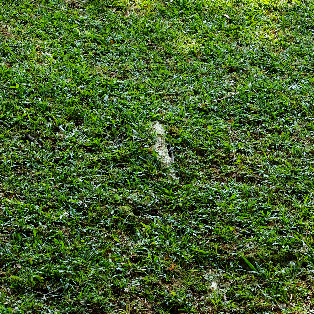 Pine Grove Cropped
