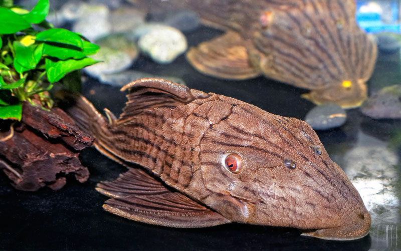 Royal Pleco
