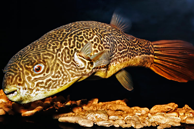 Tetraodon mbu
