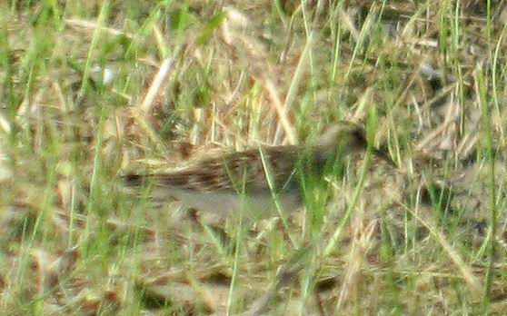 Pectoral Sandpiper - Calidris melanotos - Correlimos Pectoral - Territ Pectoral - Seen at Riet Vell rice fields - 26th July 2008