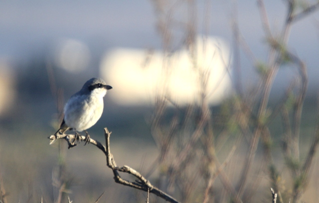 Southern Grey Shrike - Lanius meridionalis algeriensis